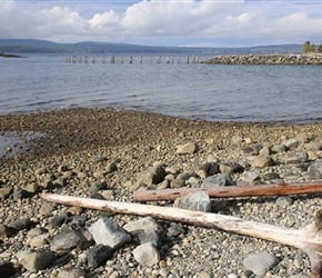 Driftwood on Beach