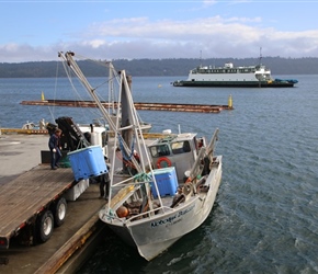 Loading fish at Buckley Bay