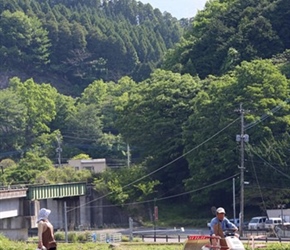 Rce planting near Yufuin