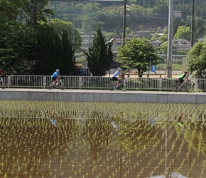 Reflections in paddy field