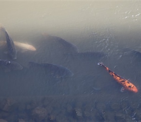 Koy carp in Moat at Kumamoto Palace