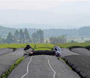 Ladies topping tea bushes