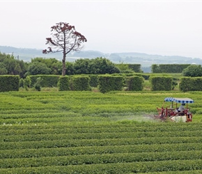 Tea bush cutter