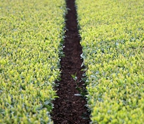 Tea Bushes