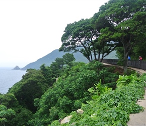 Yakushima Island