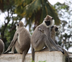 Tufted Gray Langur at Ruwanwelisay