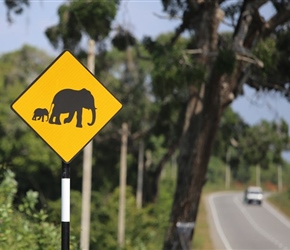 Elephants crossing