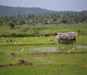 Eagrets in paddy fields