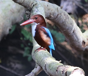 Kingfisher, there is a lot of birdlife by the canals