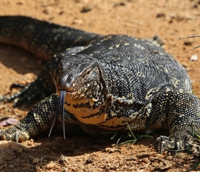 Moniter Lizard