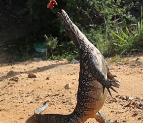 Feeding the roadside Monster Lizard, lived in the local drain