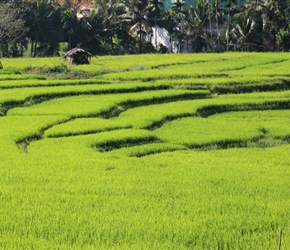 Paddy Fields