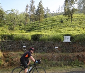 Phil Ellis passes the tea plantations