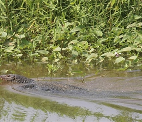 Swimming Moniter, quite a common sight in the waterways