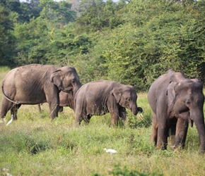 Elephants