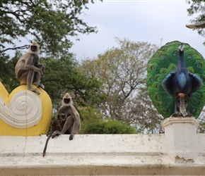 Tufted Grey Langur in Kataragama Temple