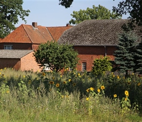 Sunflowers