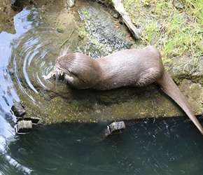 Otter eating chick at Otter Park