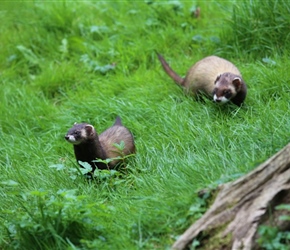 Polecat at Otter Park