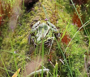 Frog at Otter Park