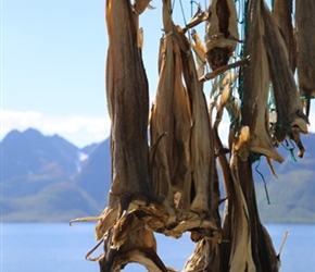 Cod drying in the sun. There were racks and racks of these by the coast, this one near Nyksund