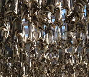 Drying fish near Nyksund