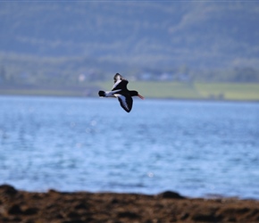 Oystercatcher near Sortland