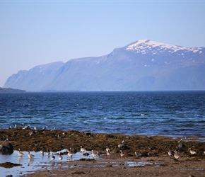 Geese near Sortland