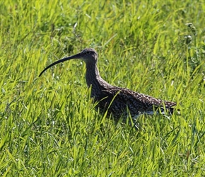 Curlew