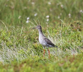 Bird near Nysfjord