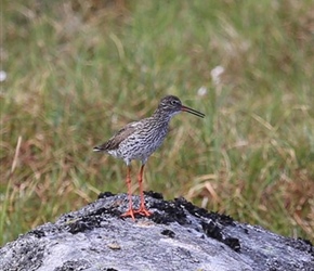 Bird near Nysfjord