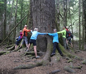 How many are needed to get round that tree?