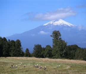 Black faced Ibis and Villarica Volcano