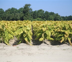 Tobacco Plants