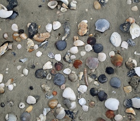 Shells on Pea Island