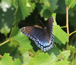 Butterfly on grape leaf