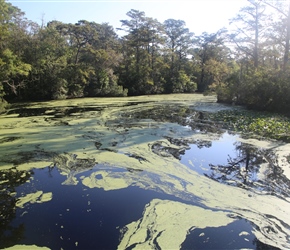 There is a lot of stagnant water/swamps in this part of the USA. In this case near Camden