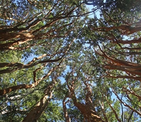 Tree foliage of those striking brown barked trees