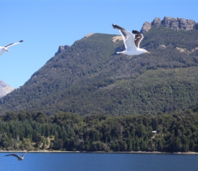 Seagulls from the boat