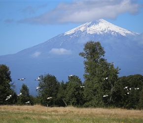 Black faced Ibis and Villarica Volcano