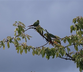 Parakeets