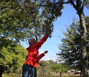 Neil scrumping plums