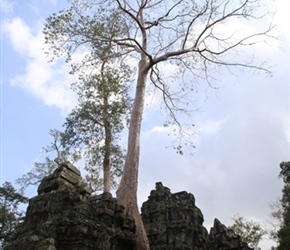 Tree at Ta Prohm