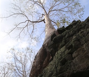 Tree at Ta Prohm