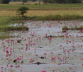 Water Lillies