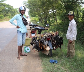 Chickens on motorbike