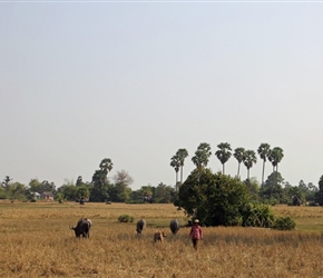 Countryside near Pursat