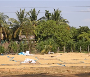 Rice drying