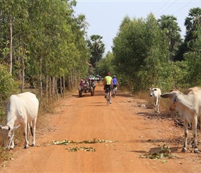 Buffalo and red road