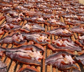 Drying Fish